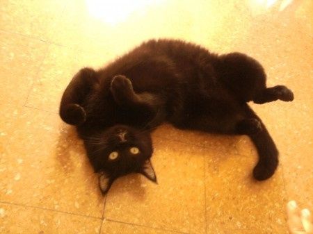 Ma il vostro gatto vi prende in giro? - 2