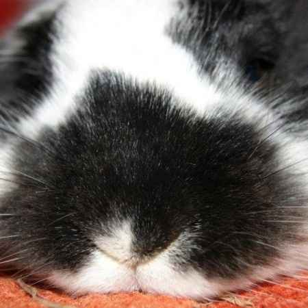 Raccolta di foto con i nostri animali - 4