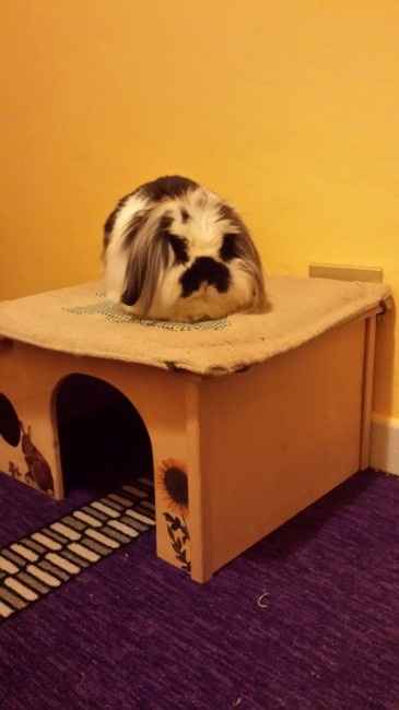 Le foto dei vostri animali - 1