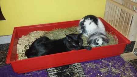 Le foto dei vostri animali - 3