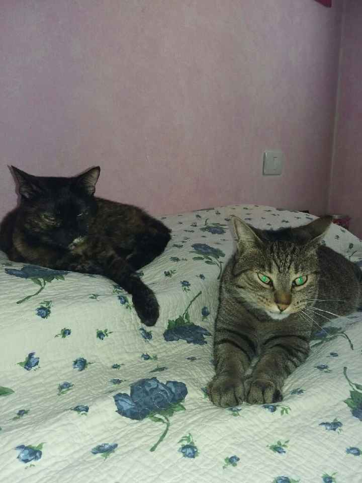 Amanti degli animali - 1