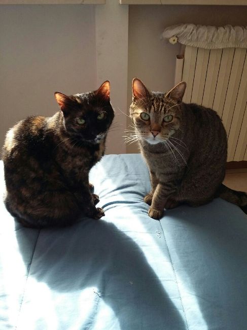 Io non lo voglio. - 1