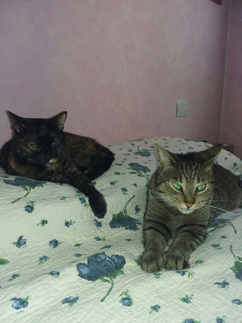 Amanti degli animali - 1