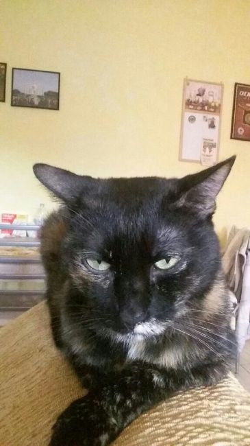 Vi presento nina! - 1