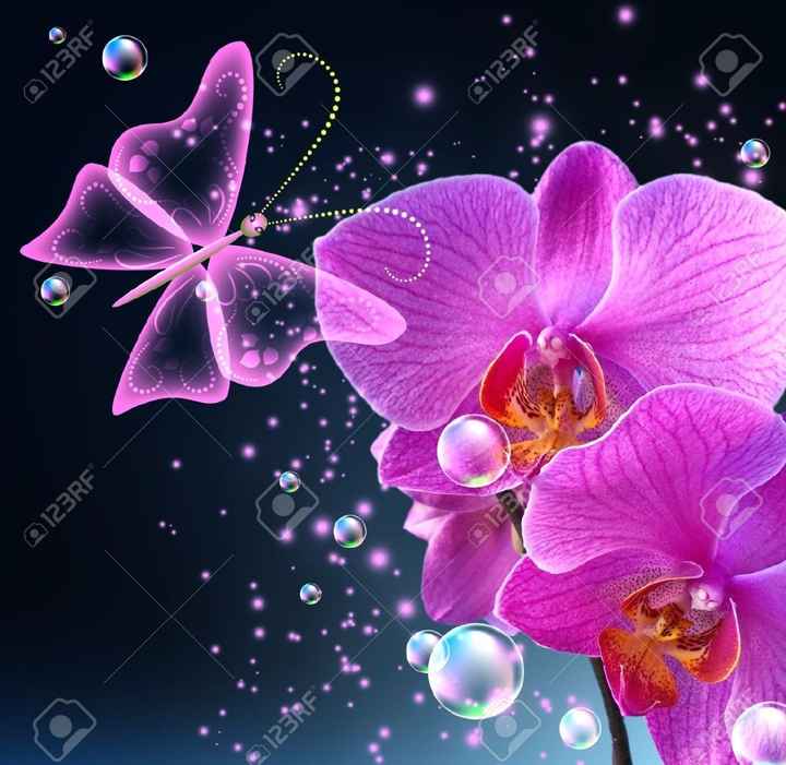 Orchidea.