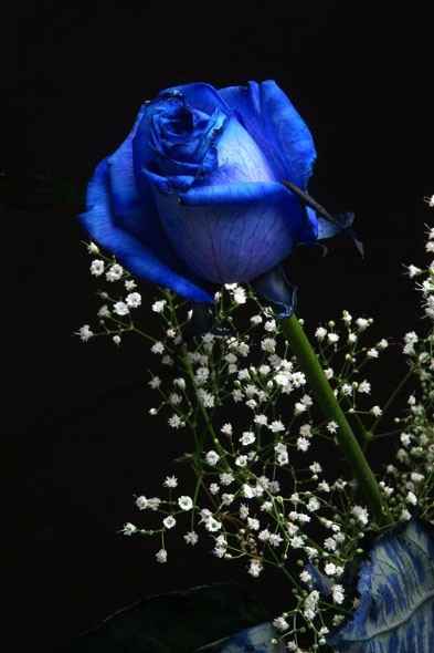 Rosa con gypsophila.