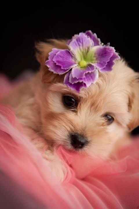 Accessori.