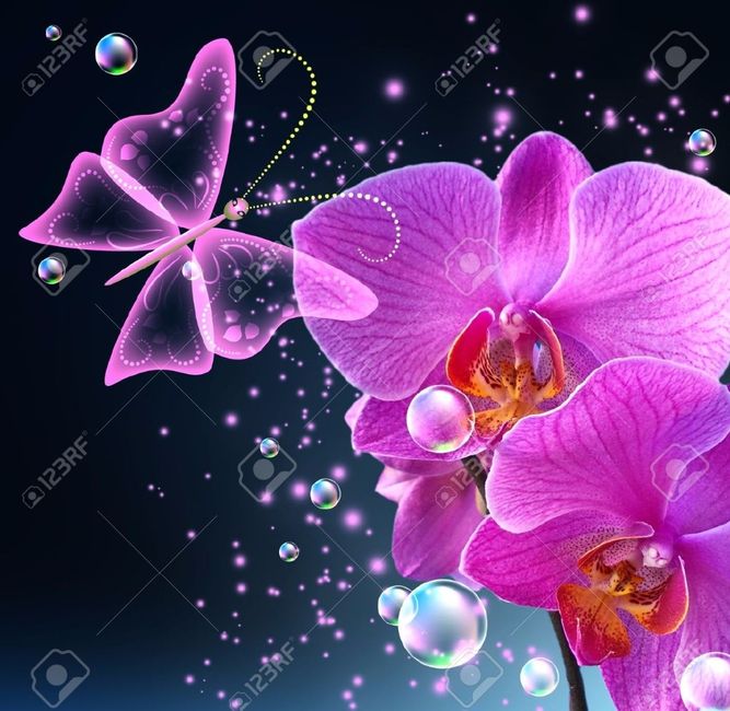 Orchidea.