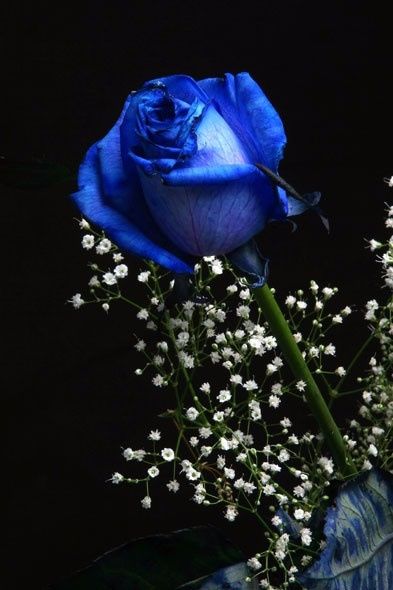 Rosa con gypsophila.