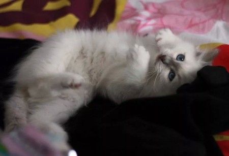 Viaggio di nozze..col micio! :) - 1