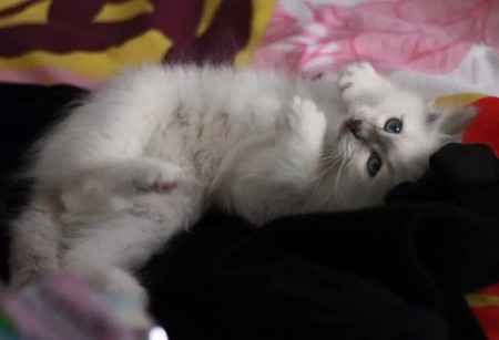 Viaggio di nozze..col micio! :) - 1