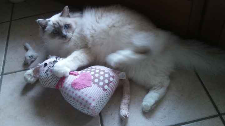 Le foto dei vostri animali - 1