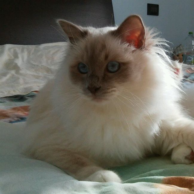 Too cute: i vostri amici animali - 1