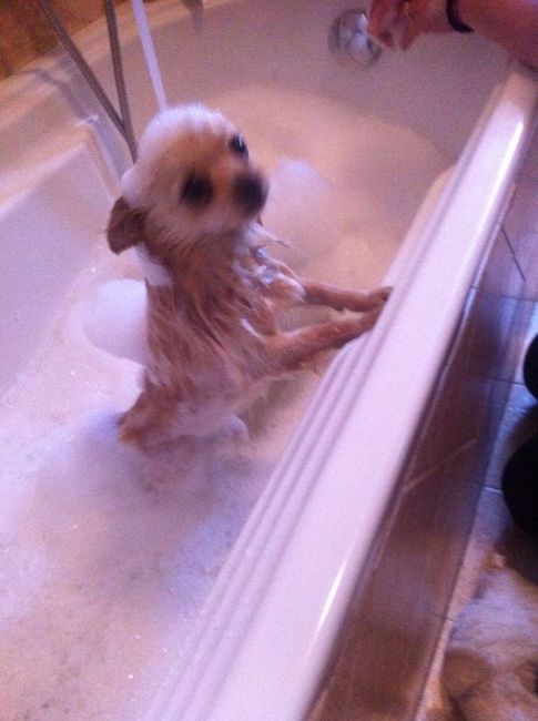 Too cute: i vostri amici animali - 1