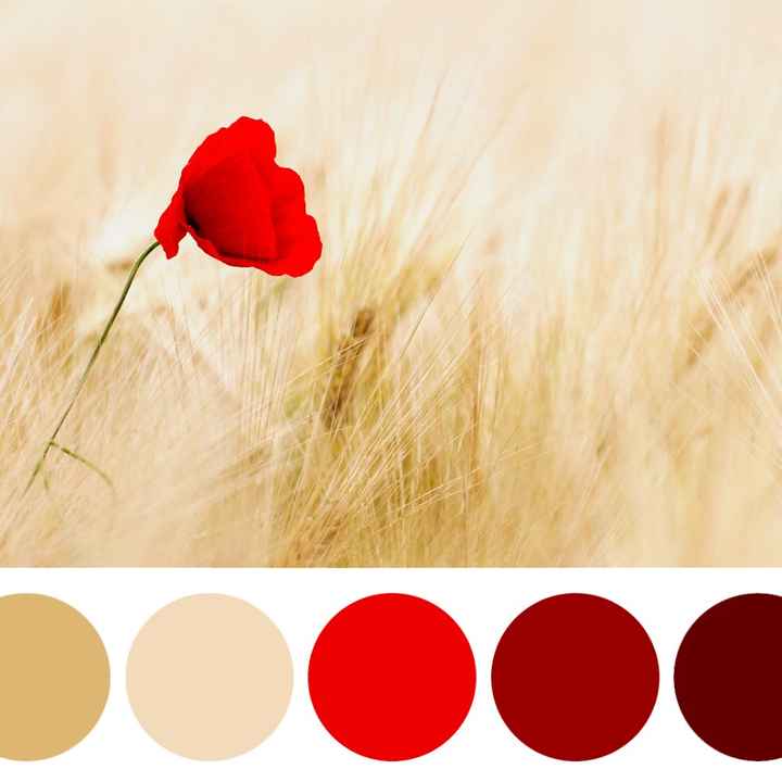 La scelta della palette colori con il rosso - 1