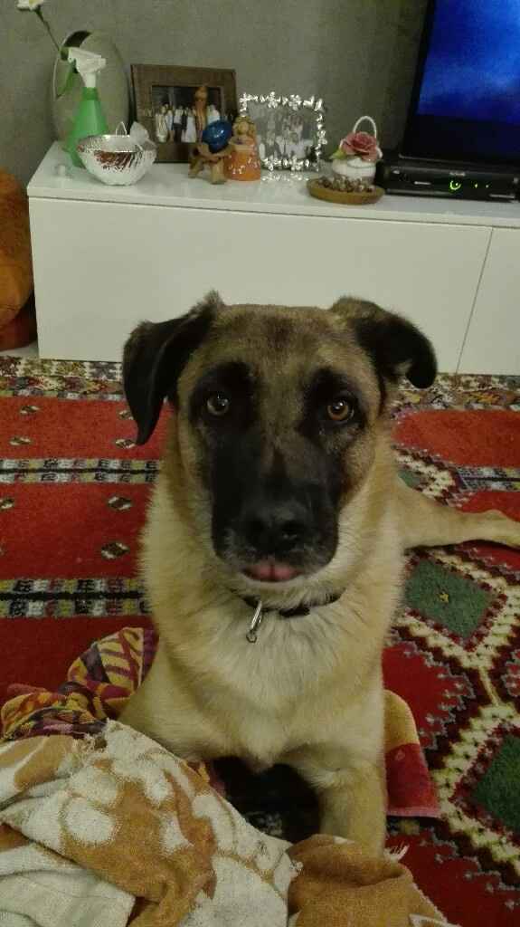 I nostri amici a quattro zampe .... - 1