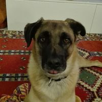 I nostri amici a quattro zampe .... - 1