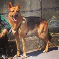 Le foto dei vostri animali - 1