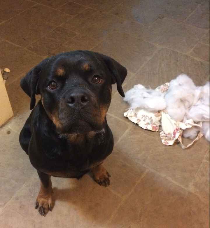 Chi di voi ha il proprio cane al matrimonio? - 1