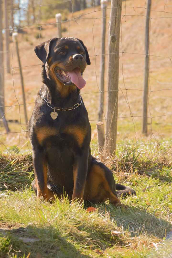  Portafedi a 4 zampe - 1