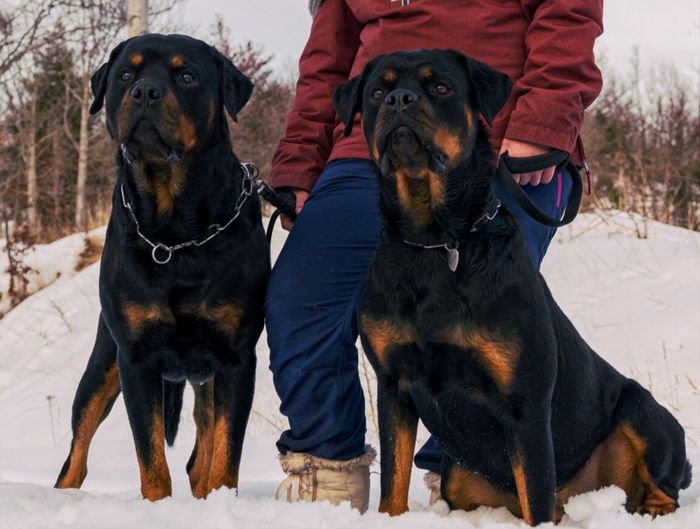 Siamo chico e cuba - 1