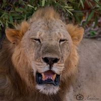  Viaggio di nozze Kenya - 4