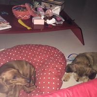 I nostri animali ♥️ - 1