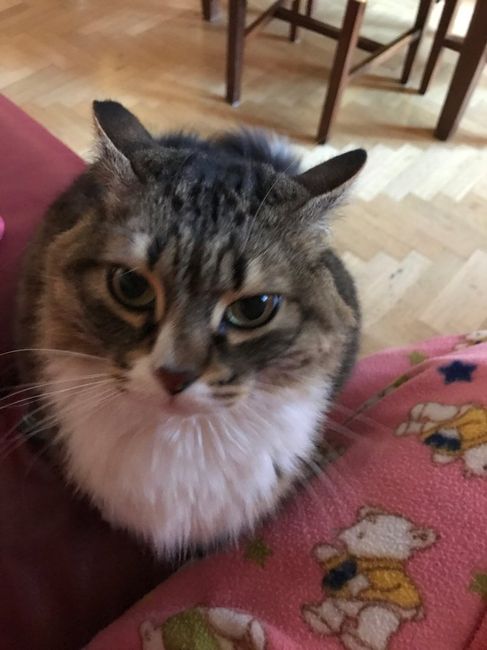 Chi come me ha un animale domestico che farà parte del  matrimonio? - 2