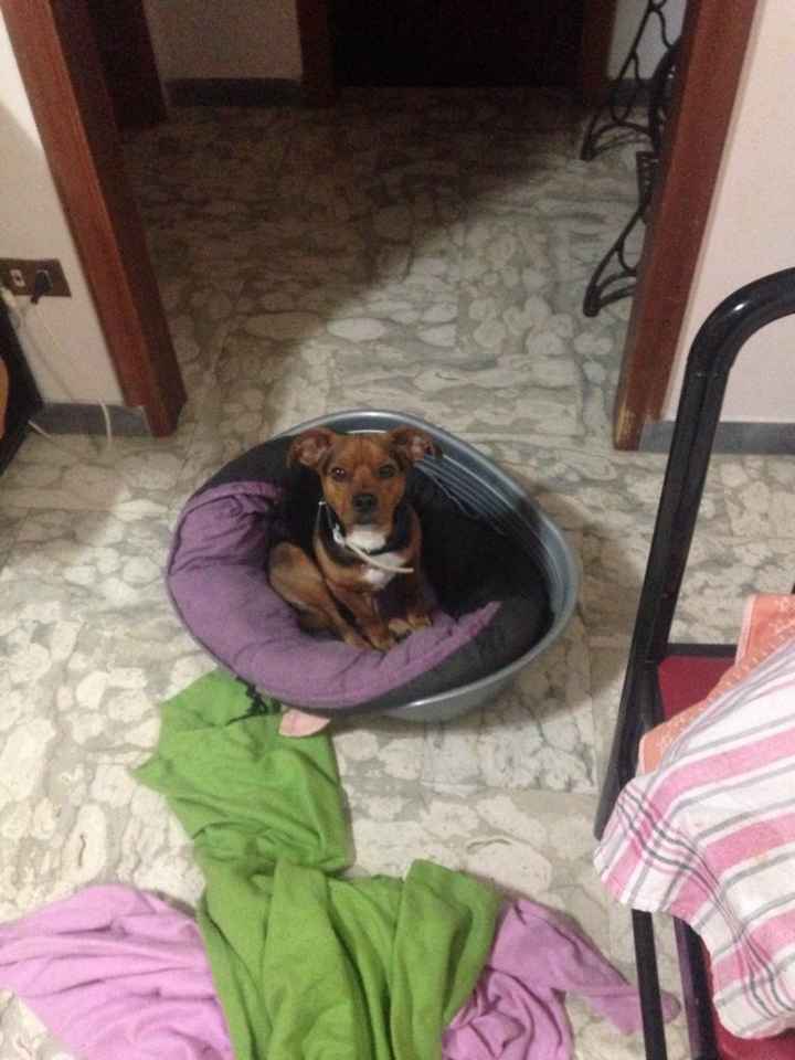 I nostri amici animali.. - 1