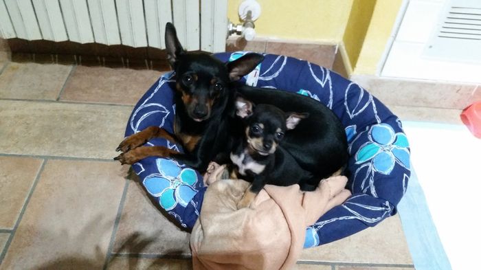 Caketopper..i nostri amici pelosetti con noi nel nostro giorno più bello... - 2