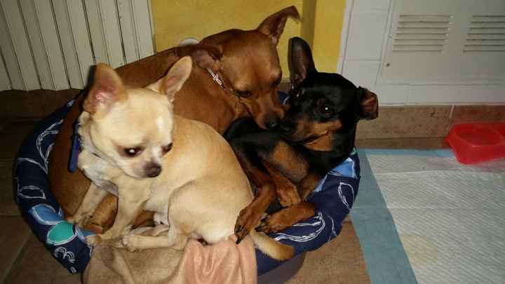 Caketopper..i nostri amici pelosetti con noi nel nostro giorno più bello... - 1