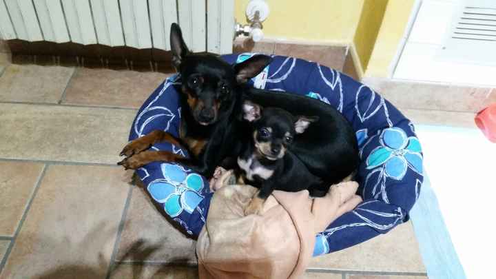 Caketopper..i nostri amici pelosetti con noi nel nostro giorno più bello... - 2