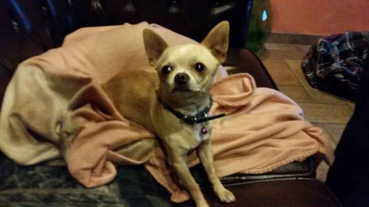 I nostri amici animali.. - 1