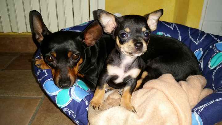 I nostri amici animali.. - 1