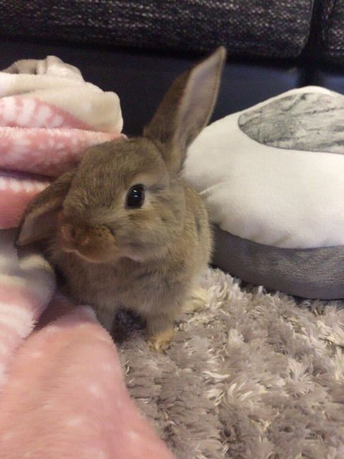 Convivenze pelose!🐶🐱🐹🐰 - 1