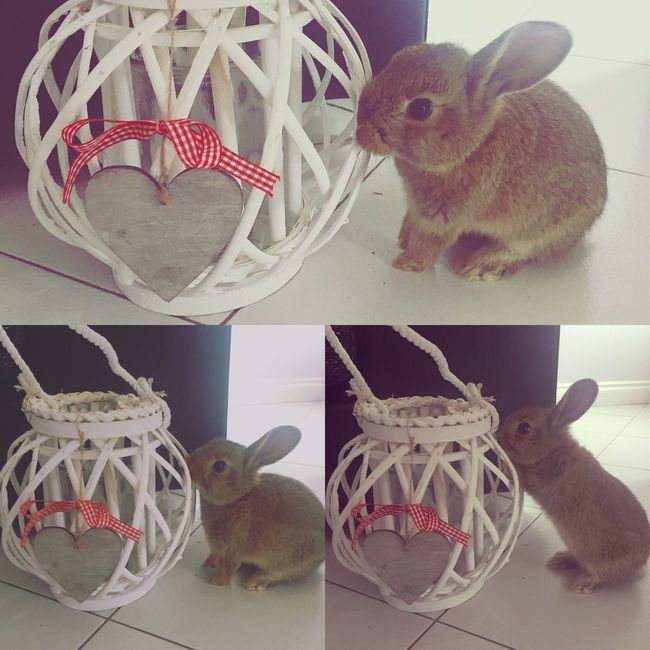 Convivenze pelose!🐶🐱🐹🐰 - 2