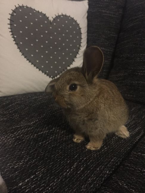 Convivenze pelose!🐶🐱🐹🐰 - 3