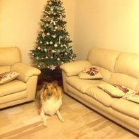 Un collie sotto l'albero