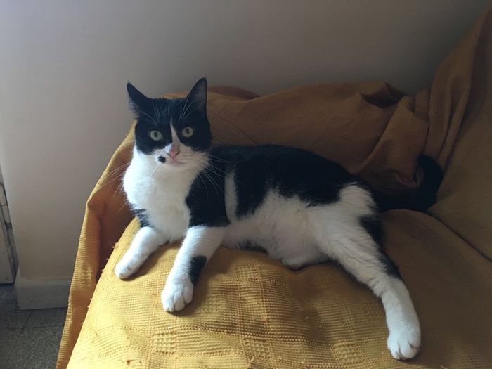  Vivere insieme ad...un animale domestico! - 1