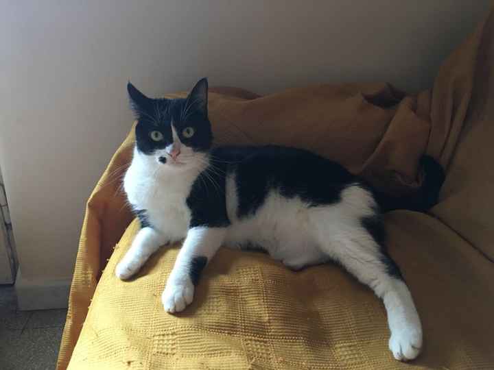  Vivere insieme ad...un animale domestico! - 1