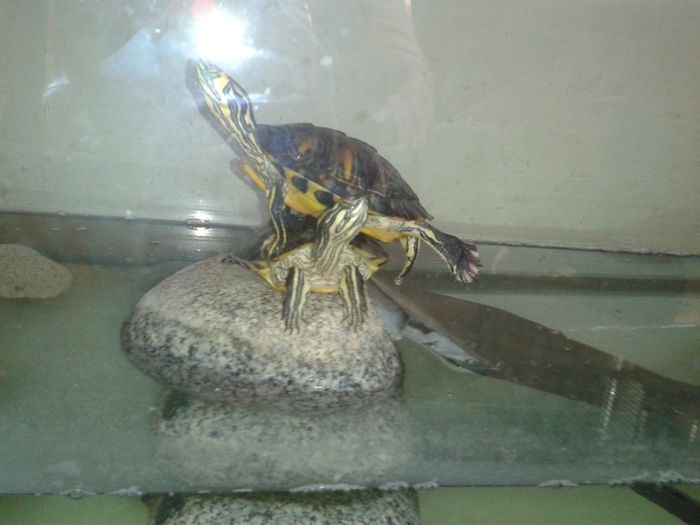 I nostri amici animali.. - 3