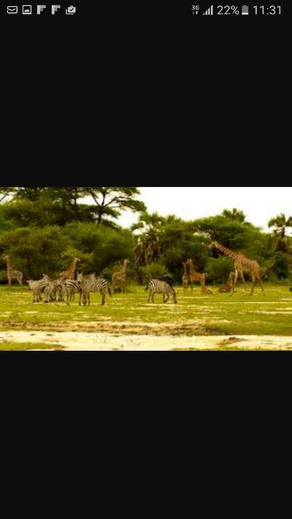 Safari  tanzania+zanzibar: profilassi si o no? - 3