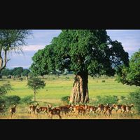 Safari  tanzania+zanzibar: profilassi si o no? - 4