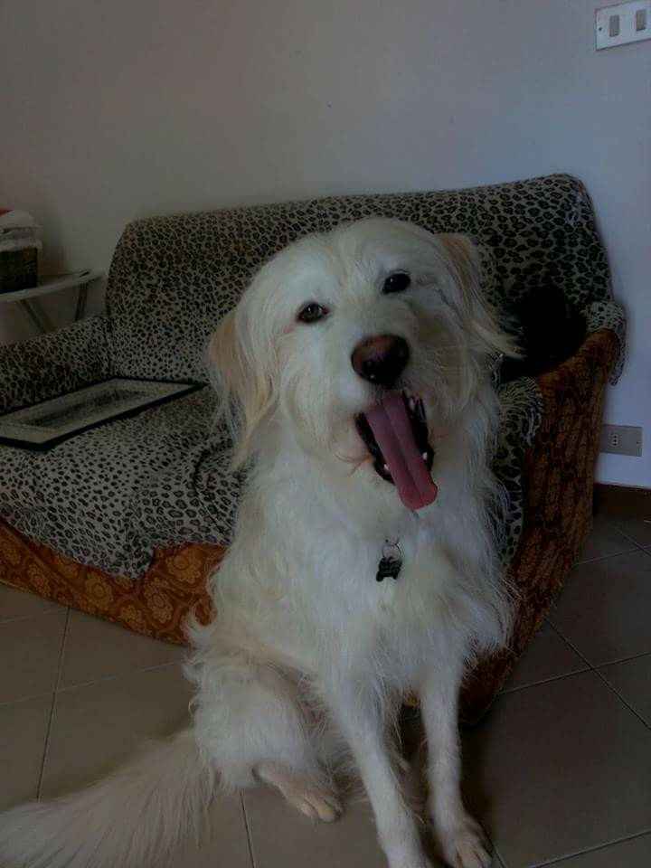 Tema matrimonio: cani...mi date un parere?? - 2