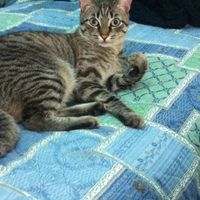 Too cute: i vostri amici animali - 1