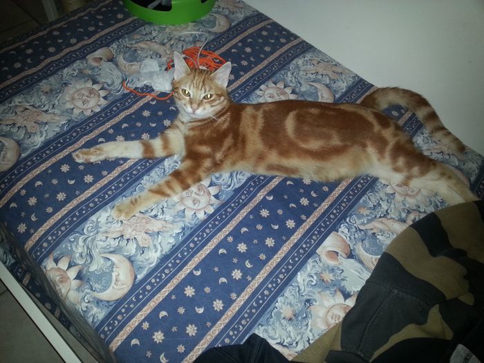 Too cute: i vostri amici animali - 1