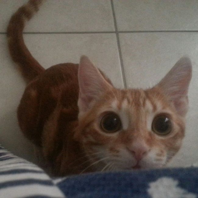 Too cute: i vostri amici animali - 2