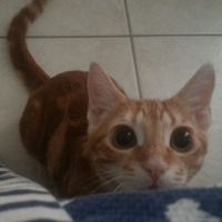 Too cute: i vostri amici animali - 2