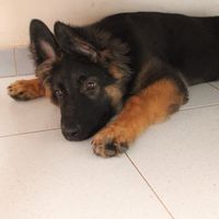 I nostri amici animali.. - 1