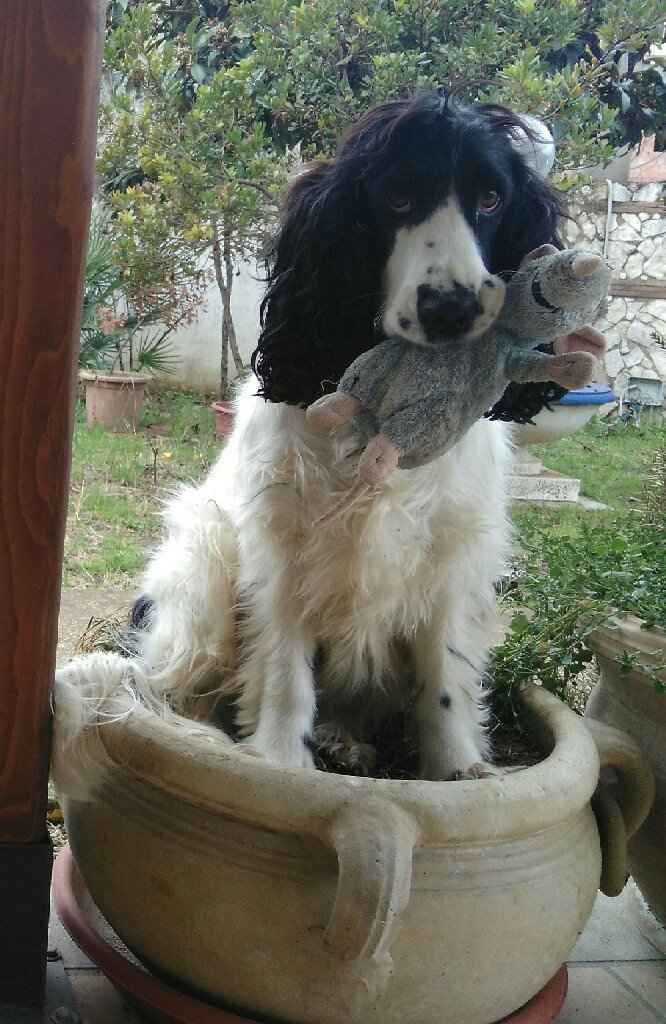 Chi di voi ha il proprio cane al matrimonio? - 1